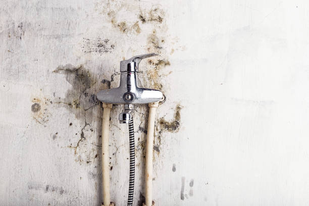 Best Commercial Mold Remediation in Burtonsville, MD