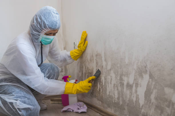 Best Residential Mold Remediation in Burtonsville, MD