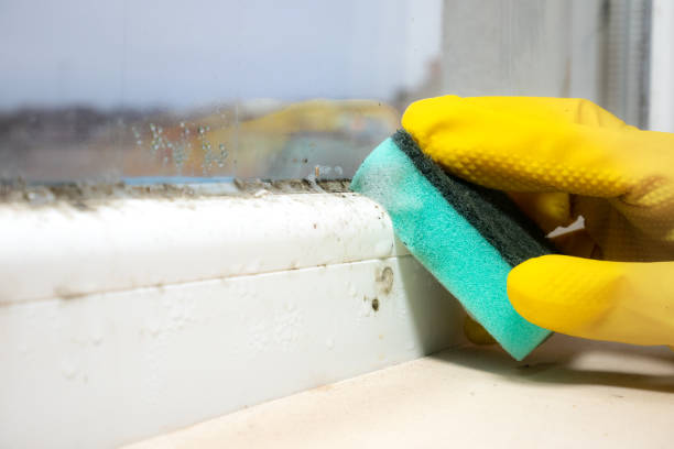Best Bathroom Mold Remediation in Burtonsville, MD