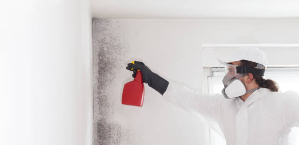 Best Mold Remediation for Specific Building Types in Burtonsville, MD