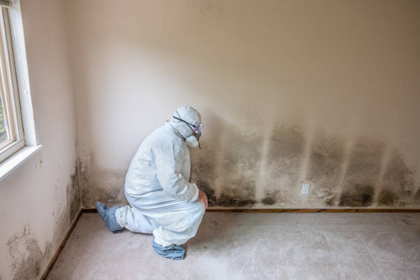 Best DIY Mold Remediation Support Services in Burtonsville, MD
