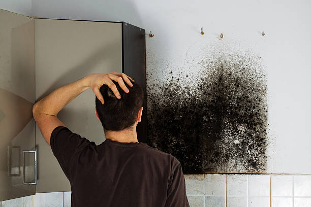 Best Insurance-Related Mold Remediation in Burtonsville, MD