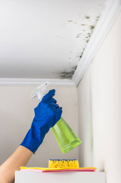 Best Residential Mold Remediation in Burtonsville, MD